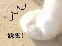 进击的阿斯托拉：诺伦之秘【新版本爆料】一大波萌娘即将到达战场！新系统新福利多到标题装不下……