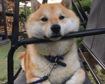 约战吧！喵【喵扎特课堂】二次元的永萌物种：猫狗动漫分享