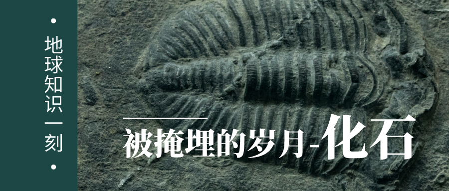 我的卫星知识一刻 | 化石形成的五个基本条件，你知道几个？