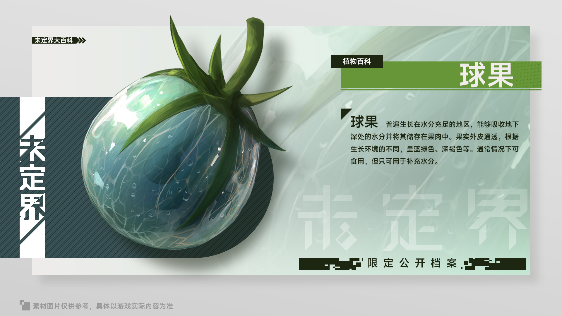 未定界【未定界大百科】植物篇——球果