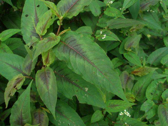 放生与修仙放仙世界材料介绍（植物）第3章