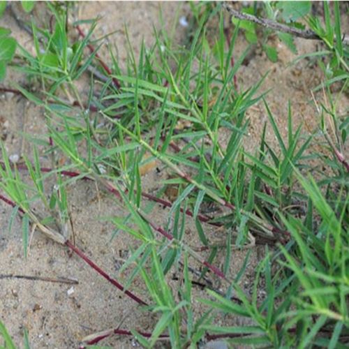放生与修仙放仙世界材料介绍（植物）第2章