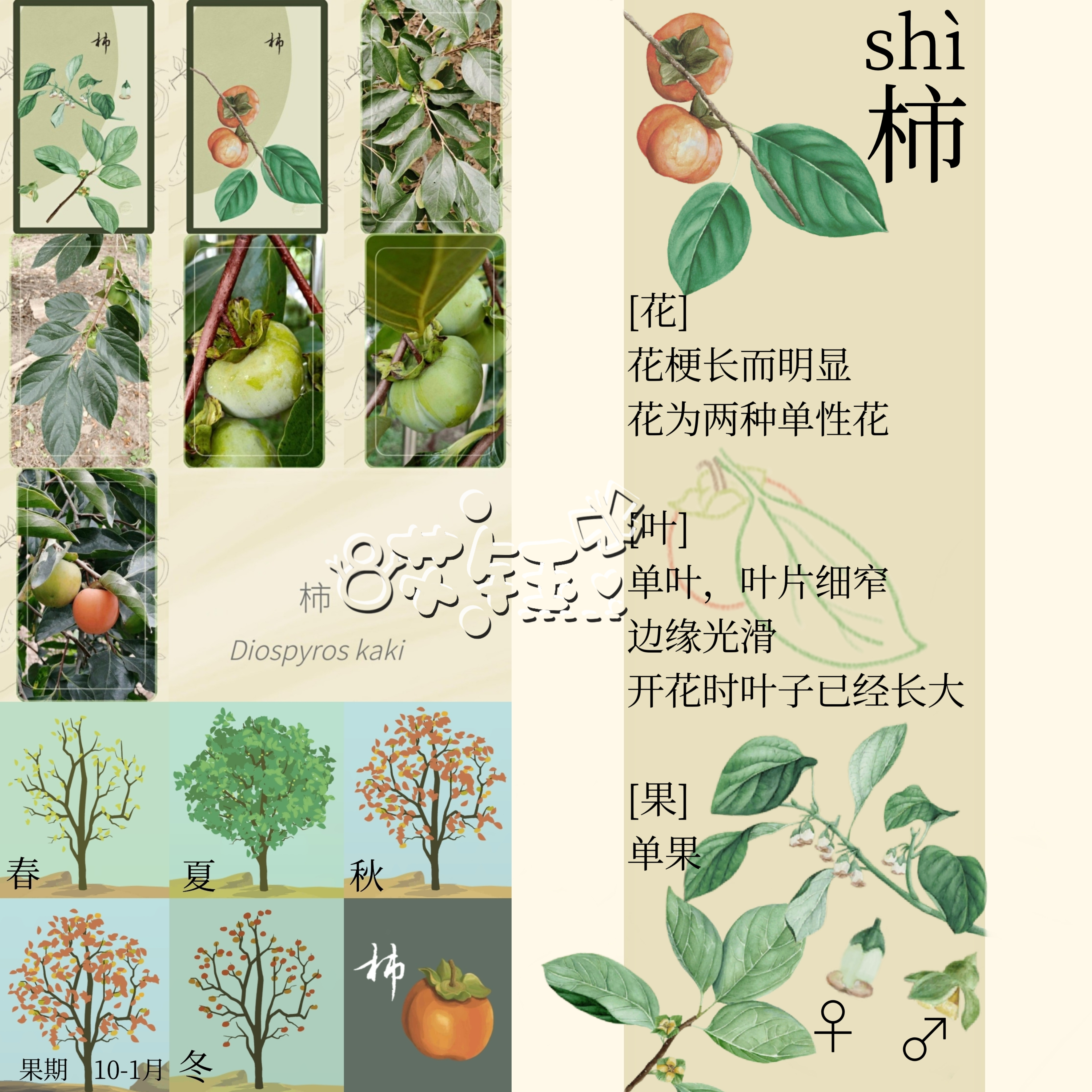 老农种树冬季树答案〈二〉